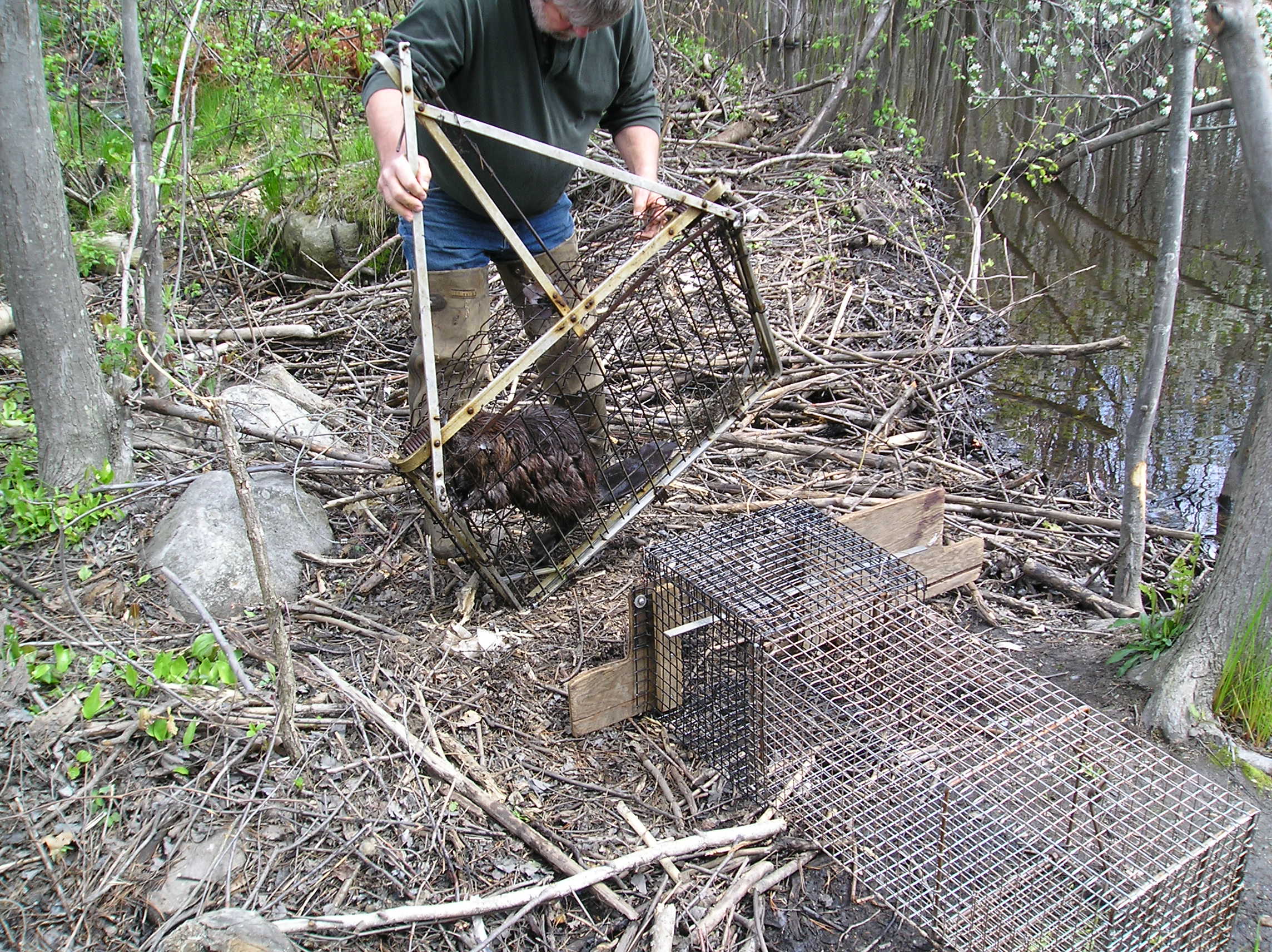Trapping Beavers Beaver Solutions LLC