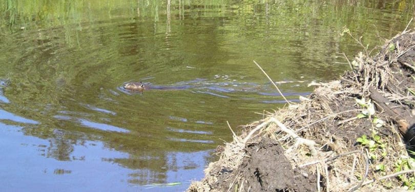 Beaver Solutions - flow management devices, beaver products, beaver problems, beaver removal, beaver control methods, beaver control devices, beaver pond leveler, how to get rid of beavers